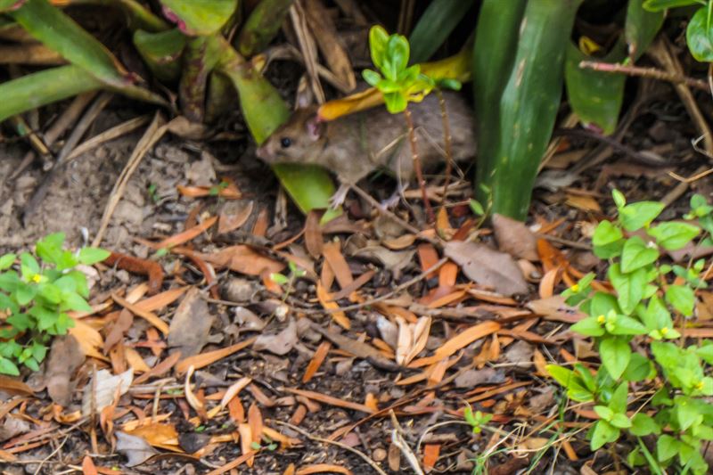 A brown rat emerging from garden mulch beside a leafy plant